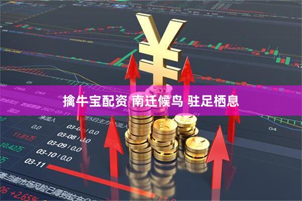 擒牛宝配资 南迁候鸟 驻足栖息