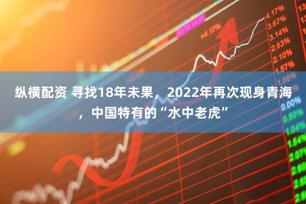 纵横配资 寻找18年未果，2022年再次现身青海，中国特有的“水中老虎”
